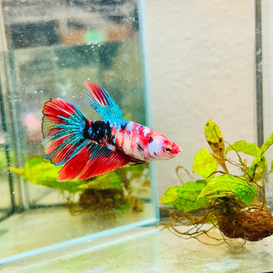 Halfmoon Red Koi Galaxy Female Betta 111 Live Betta Fish Female betta