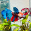 Halfmoon Red Koi Galaxy Female Betta 128 Live Betta Fish Female betta