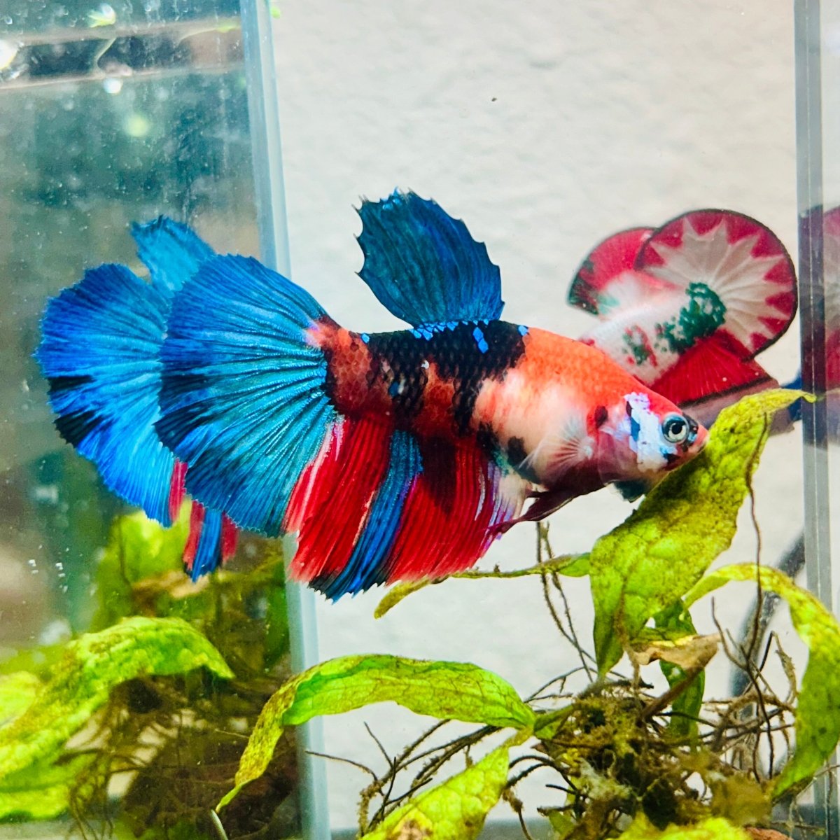 Halfmoon Red Koi Galaxy Female Betta #128