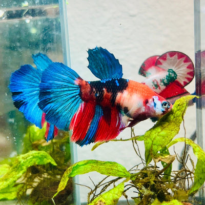 Halfmoon Red Koi Galaxy Female Betta 128 Live Betta Fish Female betta