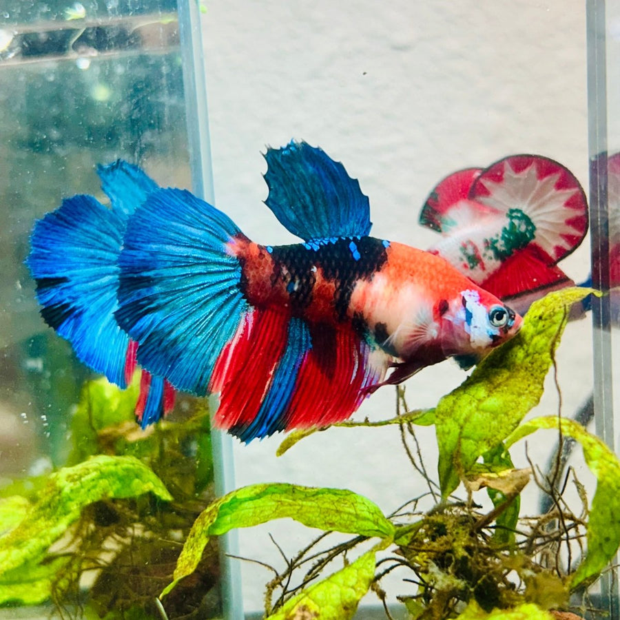 Halfmoon Red Koi Galaxy Female Betta 128 Live Betta Fish Female betta