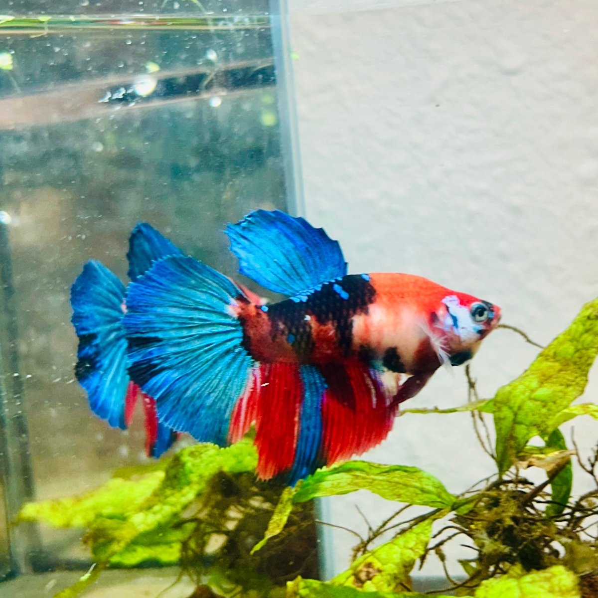 Halfmoon Red Koi Galaxy Female Betta #128