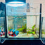 Halfmoon Red Koi Galaxy Female Betta 128 Live Betta Fish Female betta