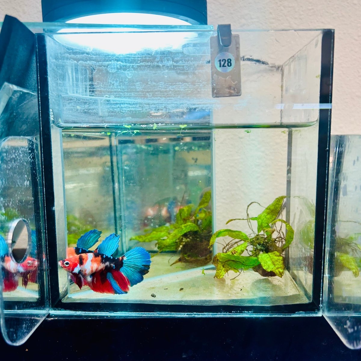 Halfmoon Red Koi Galaxy Female Betta #128