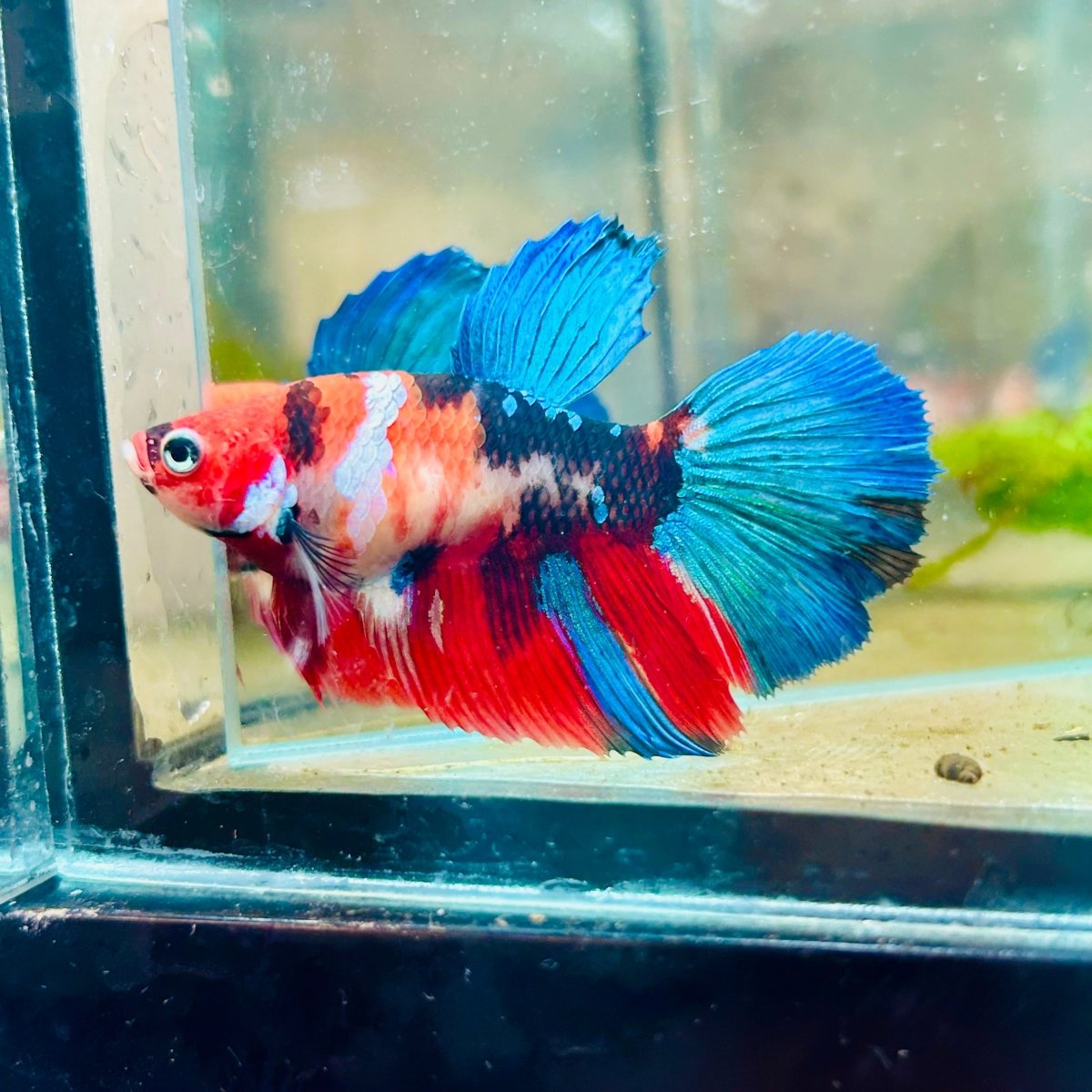 Halfmoon Red Koi Galaxy Female Betta #128