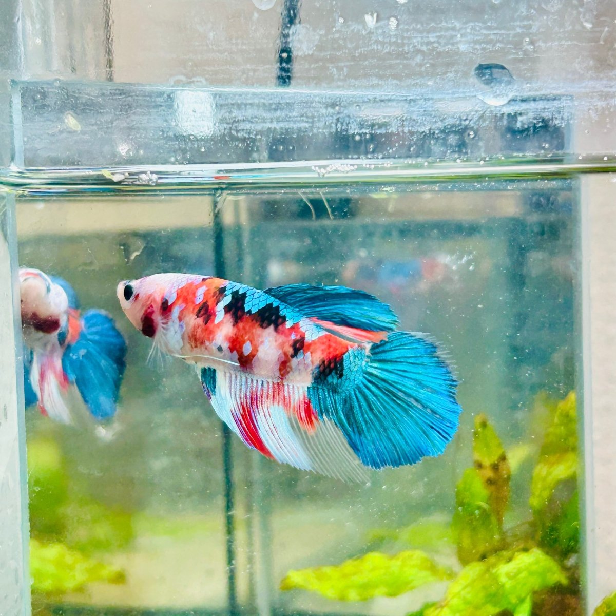 Halfmoon Red Koi Galaxy Female Betta #132