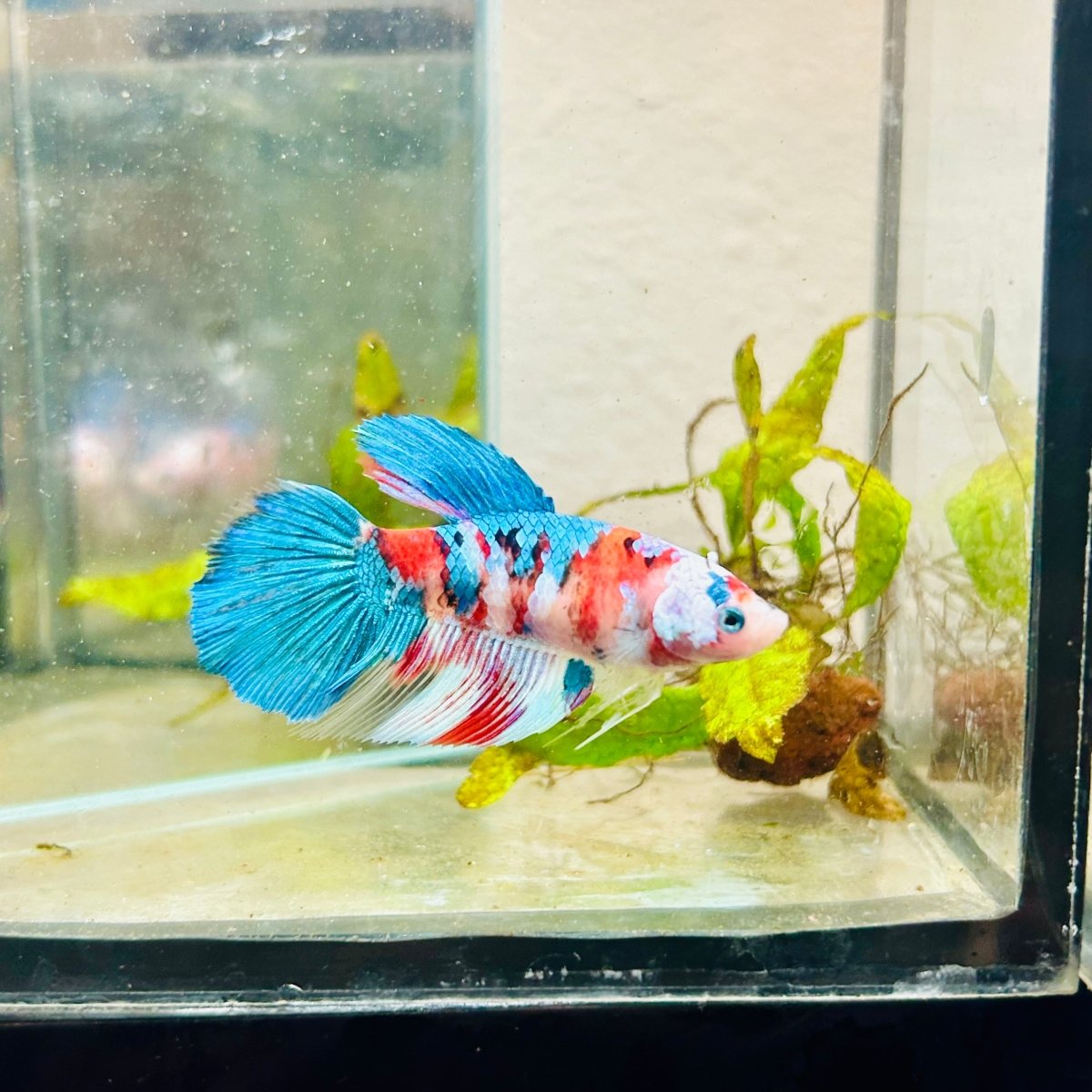 Halfmoon Red Koi Galaxy Female Betta 132 Live Betta Fish Female betta