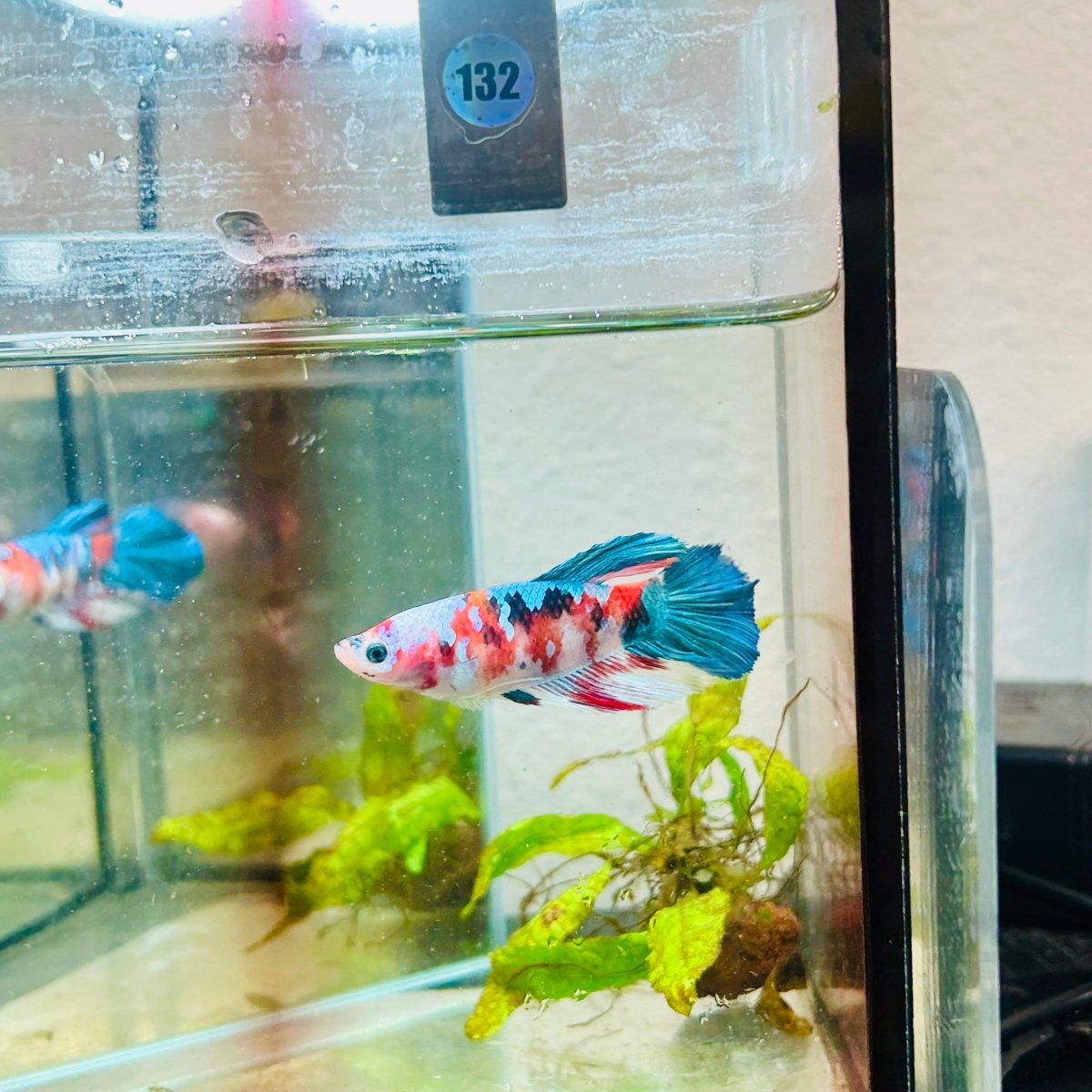 Halfmoon Red Koi Galaxy Female Betta 132 Live Betta Fish Female betta
