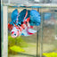 Halfmoon Red Koi Galaxy Female Betta 132 Live Betta Fish Female betta