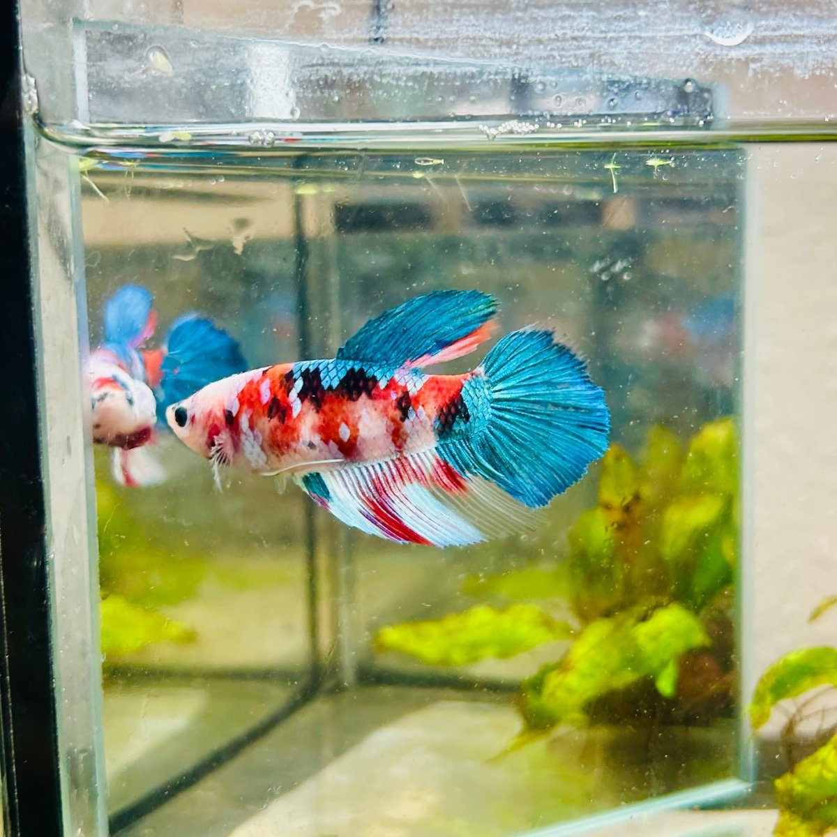 Halfmoon Red Koi Galaxy Female Betta 132 Live Betta Fish Female betta