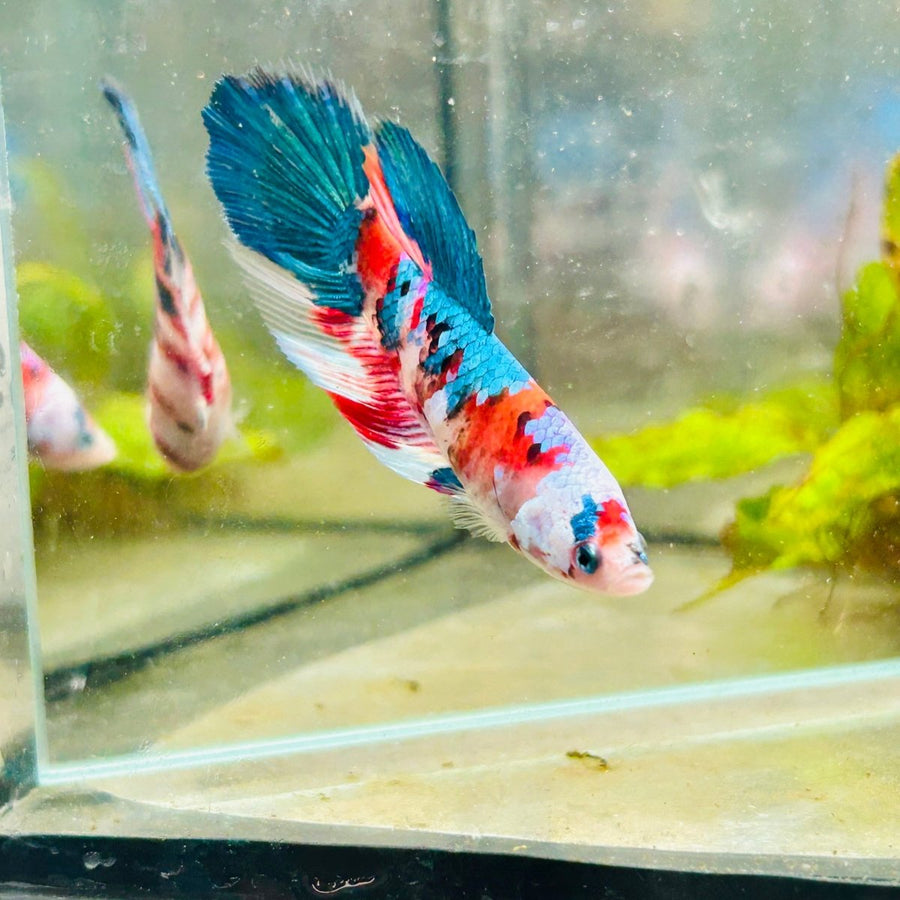Halfmoon Red Koi Galaxy Female Betta 132 Live Betta Fish Female betta