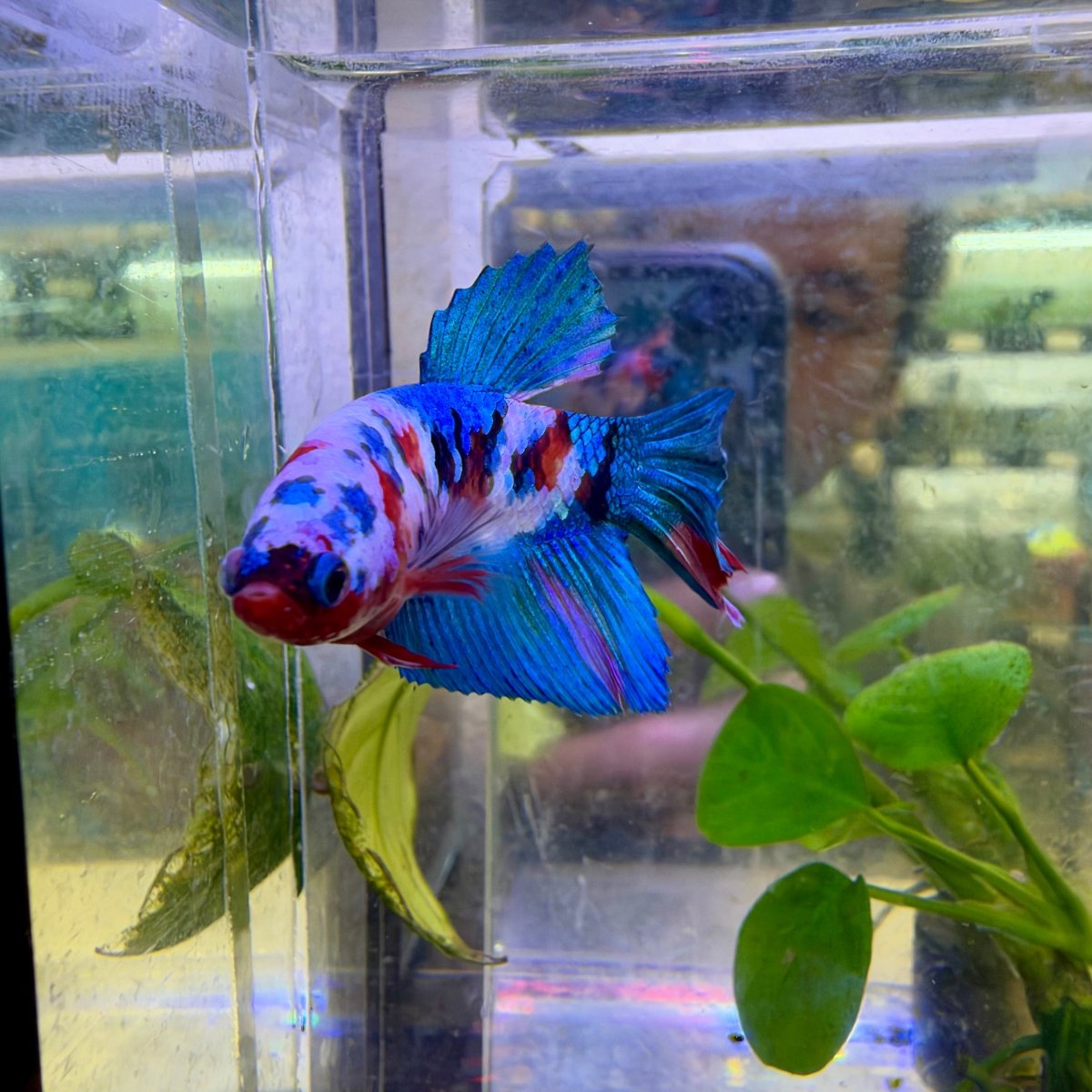 Halfmoon Red Koi Galaxy Female Betta #144
