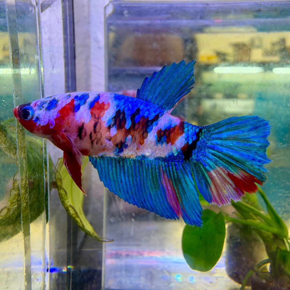 Halfmoon Red Koi Galaxy Female Betta #144