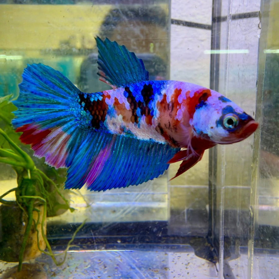 Halfmoon Red Koi Galaxy Female Betta #144 Live Betta Fish Female betta