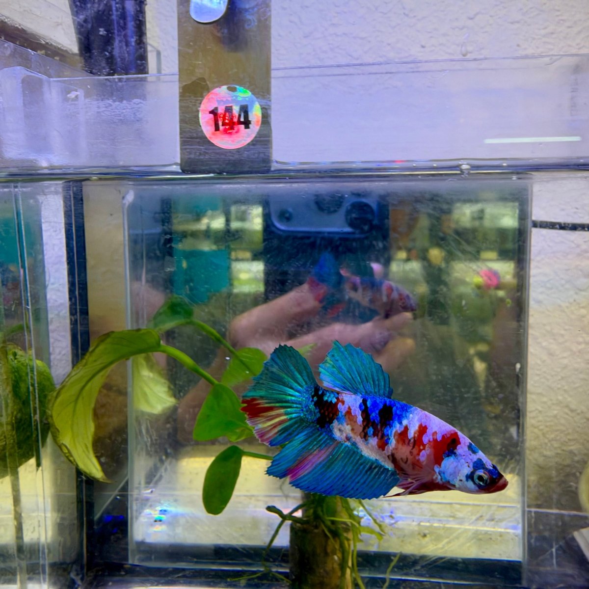Halfmoon Red Koi Galaxy Female Betta #144