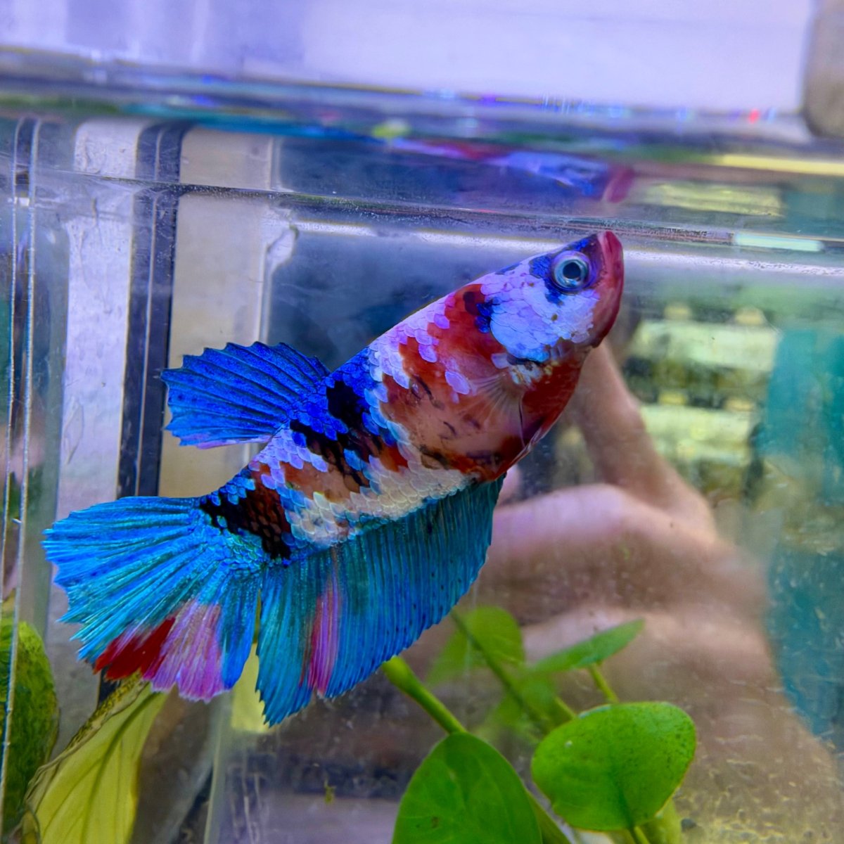 Halfmoon Red Koi Galaxy Female Betta #144
