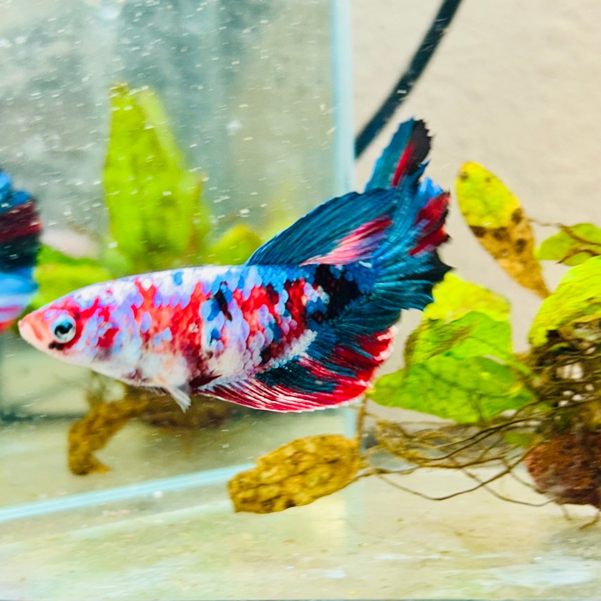 Halfmoon Red Koi Galaxy Female Betta 148 Live Betta Fish Female betta