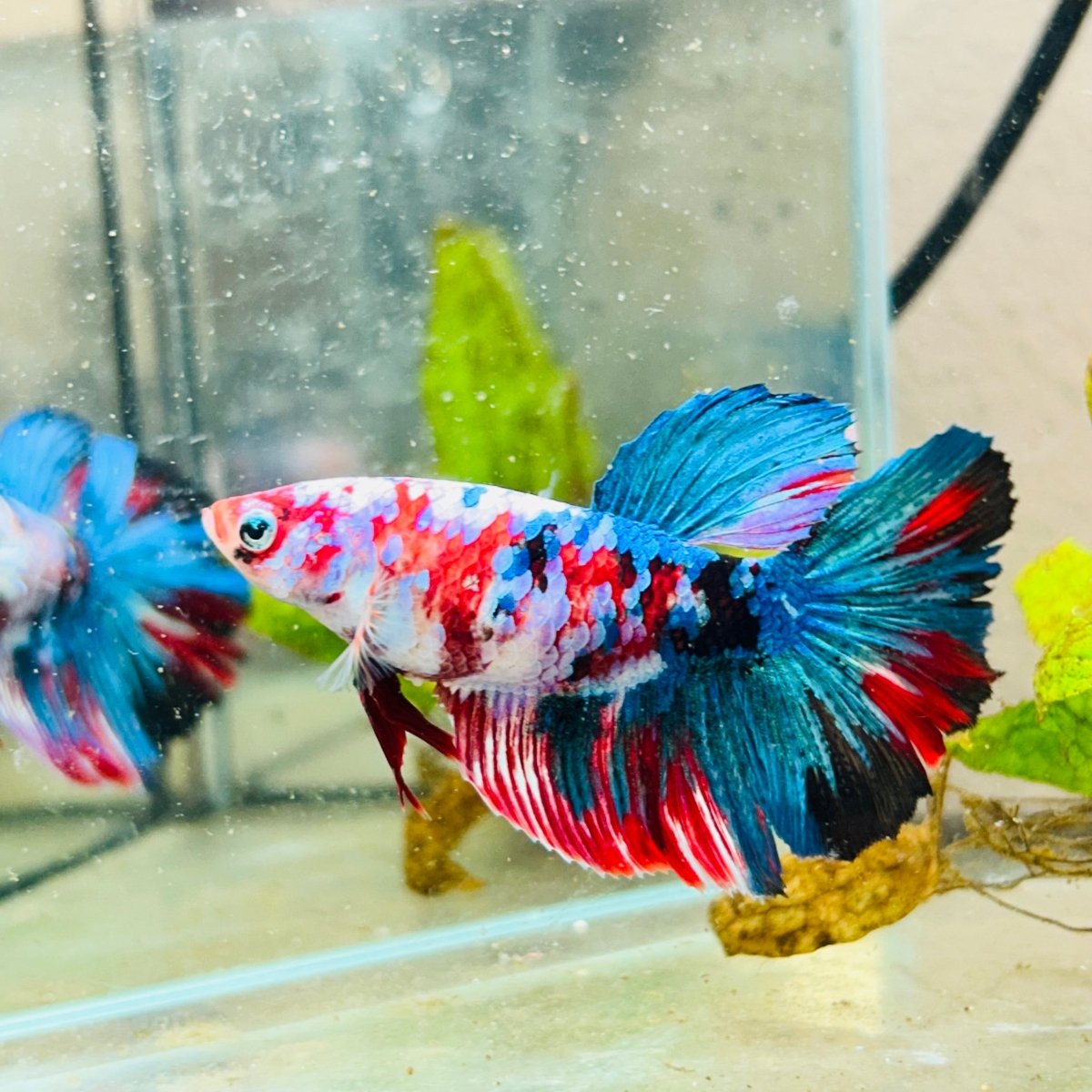 Halfmoon Red Koi Galaxy Female Betta 148 Live Betta Fish Female betta