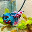 Halfmoon Red Koi Galaxy Female Betta 148 Live Betta Fish Female betta