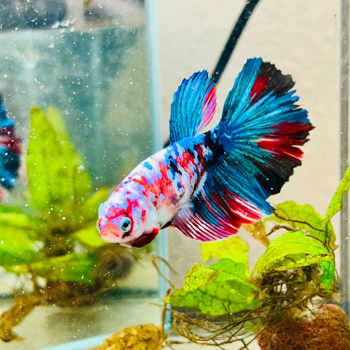 Halfmoon Red Koi Galaxy Female Betta 148 Live Betta Fish Female betta