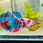 Halfmoon Red Koi Galaxy Female Betta 148 Live Betta Fish Female betta