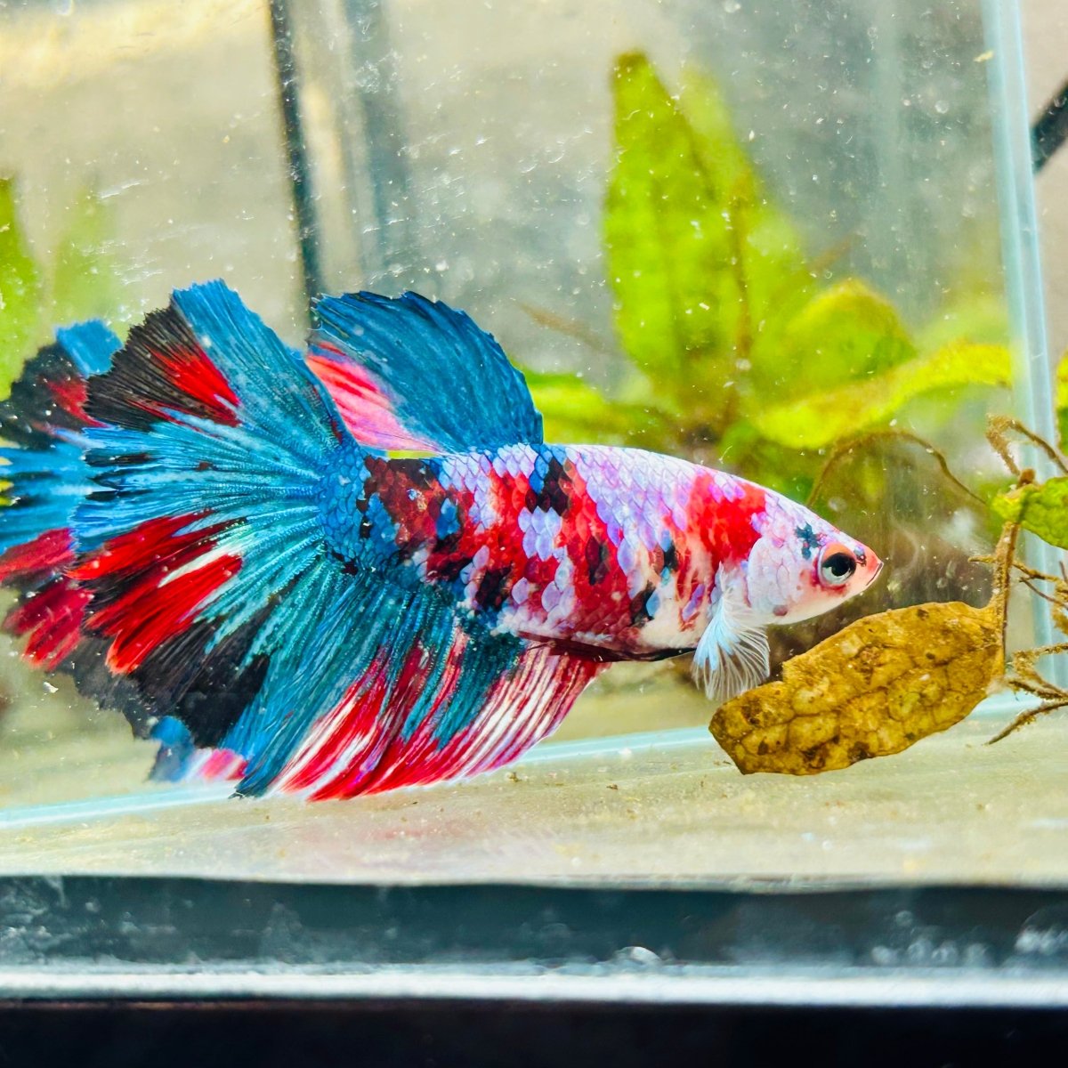 Halfmoon Red Koi Galaxy Female Betta 148 Live Betta Fish Female betta