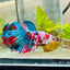 Halfmoon Red Koi Galaxy Female Betta 148 Live Betta Fish Female betta
