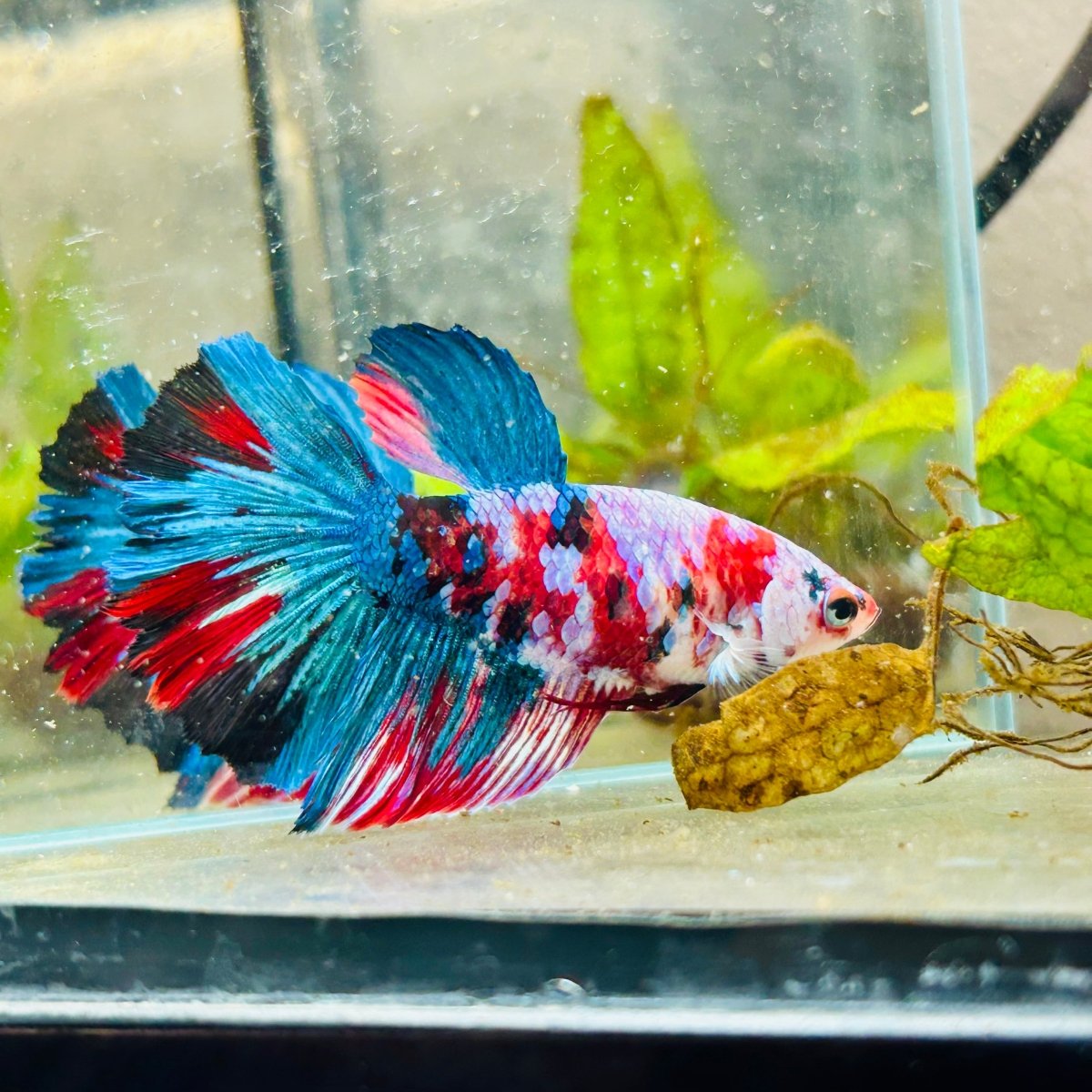 Halfmoon Red Koi Galaxy Female Betta 148 Live Betta Fish Female betta