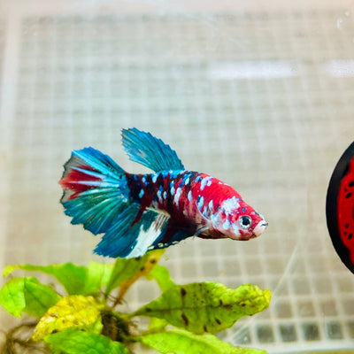 Halfmoon Red Koi Galaxy Female Betta 164 Live Betta Fish Female betta