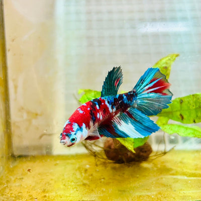 Halfmoon Red Koi Galaxy Female Betta 164 Live Betta Fish Female betta