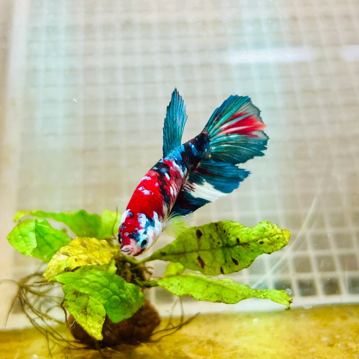 Halfmoon Red Koi Galaxy Female Betta 164 Live Betta Fish Female betta