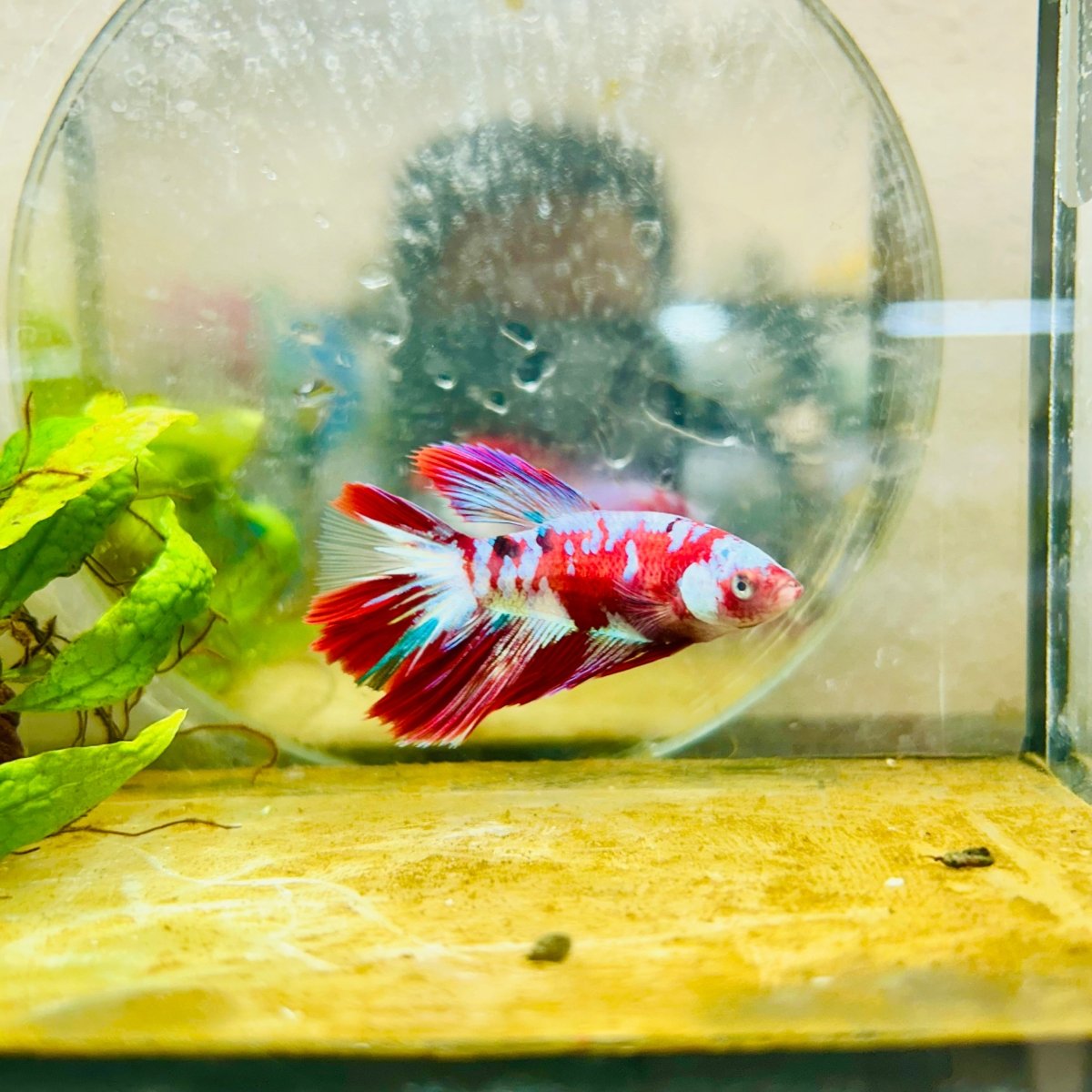 Halfmoon Red Koi Galaxy Female Betta 178 Live Betta Fish Female betta