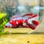 Halfmoon Red Koi Galaxy Female Betta 178 Live Betta Fish Female betta