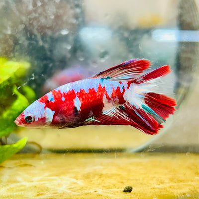 Halfmoon Red Koi Galaxy Female Betta 178 Live Betta Fish Female betta