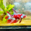 Halfmoon Red Koi Galaxy Female Betta 178 Live Betta Fish Female betta