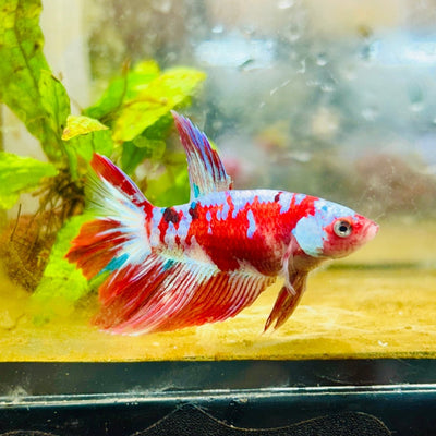 Halfmoon Red Koi Galaxy Female Betta 178 Live Betta Fish Female betta