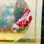 Halfmoon Red Koi Galaxy Female Betta 178 Live Betta Fish Female betta