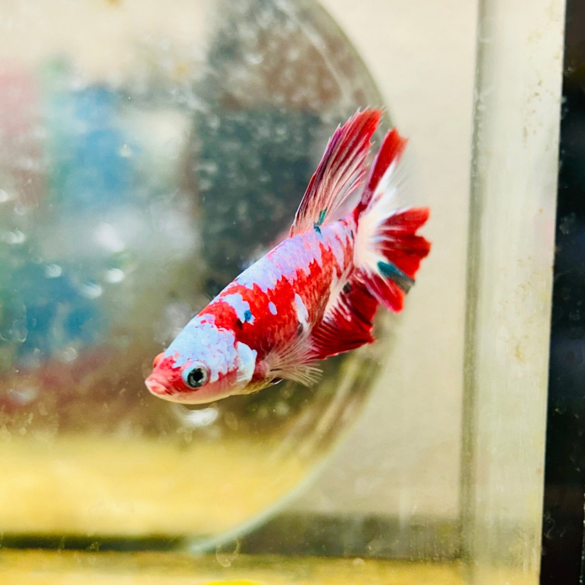Halfmoon Red Koi Galaxy Female Betta 178 Live Betta Fish Female betta