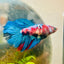 Halfmoon Red Koi Galaxy Female Betta 183 Live Betta Fish Female betta