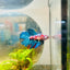 Halfmoon Red Koi Galaxy Female Betta 183 Live Betta Fish Female betta