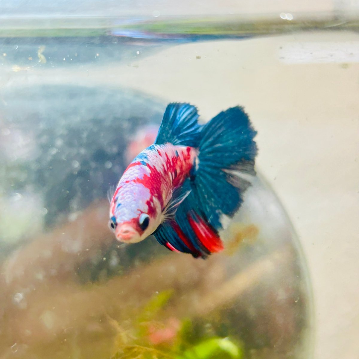 Halfmoon Red Koi Galaxy Female Betta 183 Live Betta Fish Female betta