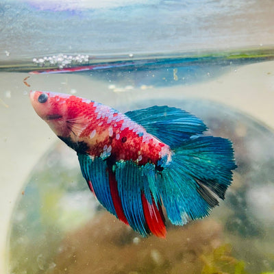 Halfmoon Red Koi Galaxy Female Betta 183 Live Betta Fish Female betta
