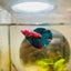 Halfmoon Red Koi Galaxy Female Betta 183 Live Betta Fish Female betta