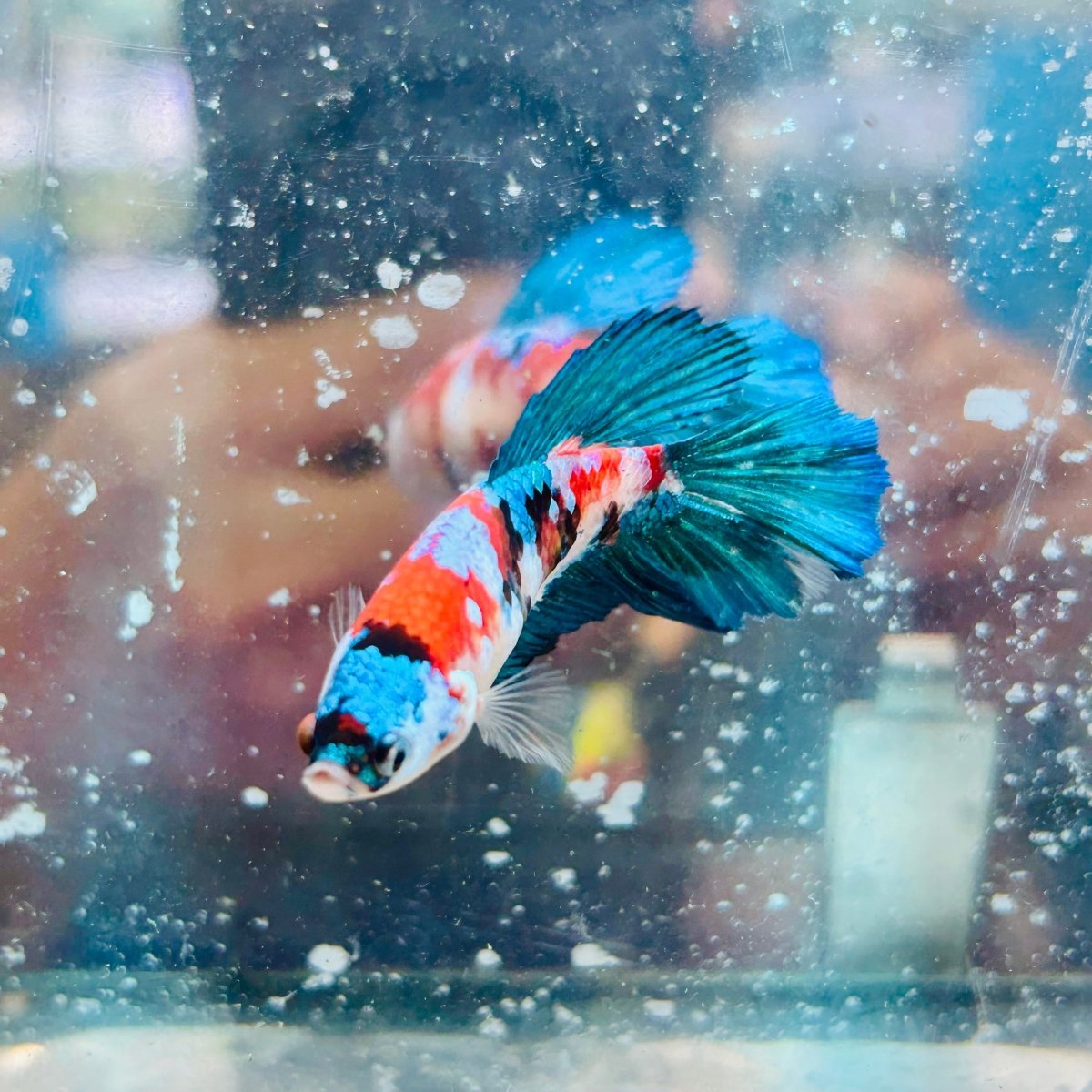 Halfmoon Red Koi Galaxy Female Betta #187