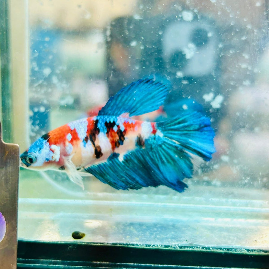 Halfmoon Red Koi Galaxy Female Betta 187 Live Betta Fish Female betta