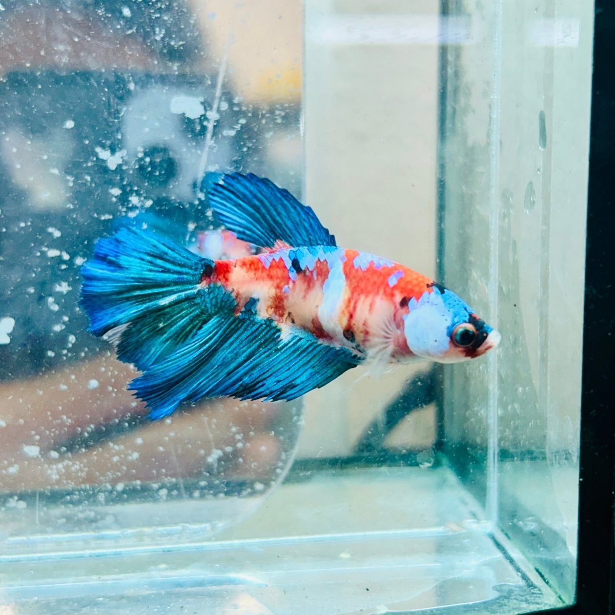 Halfmoon Red Koi Galaxy Female Betta #187