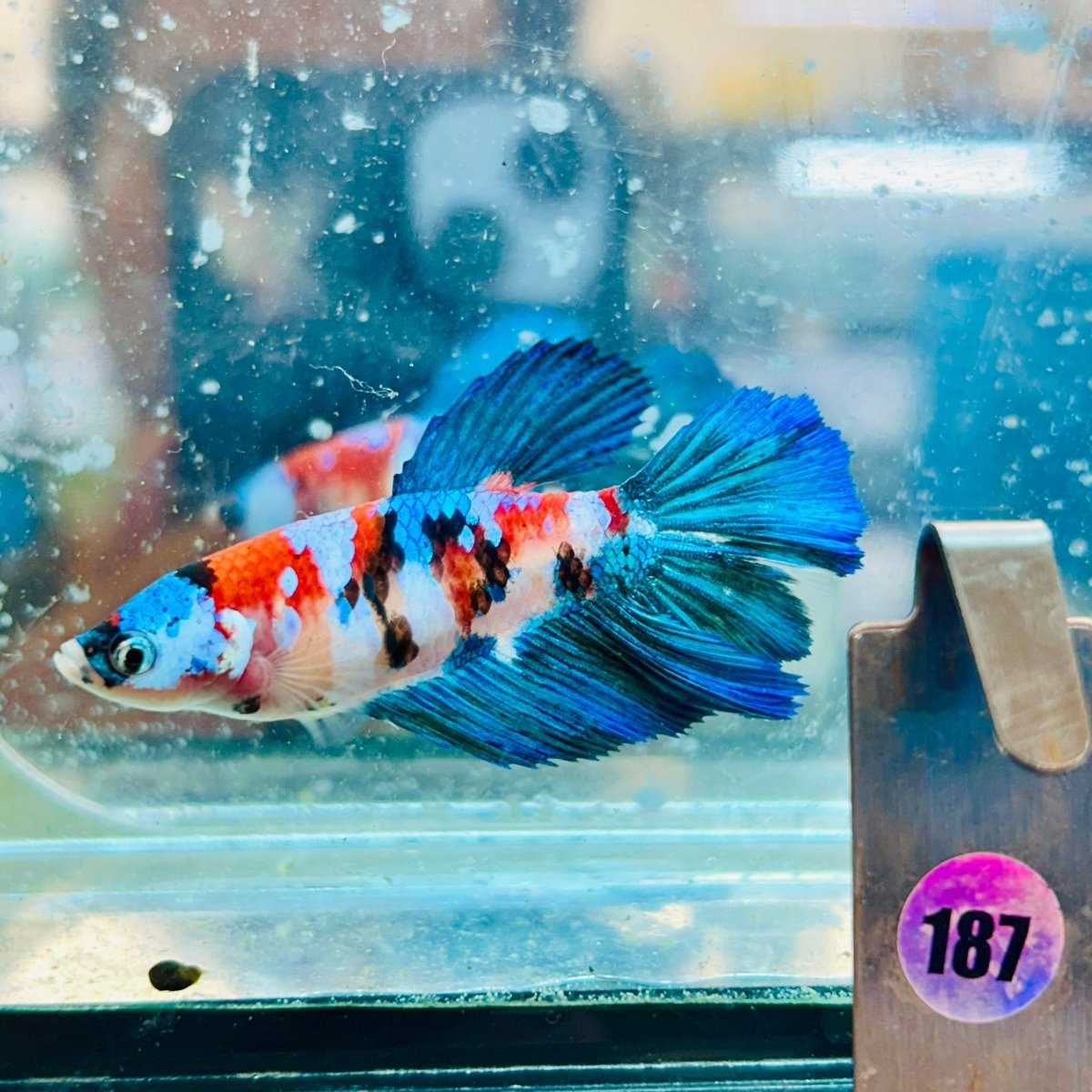 Halfmoon Red Koi Galaxy Female Betta #187