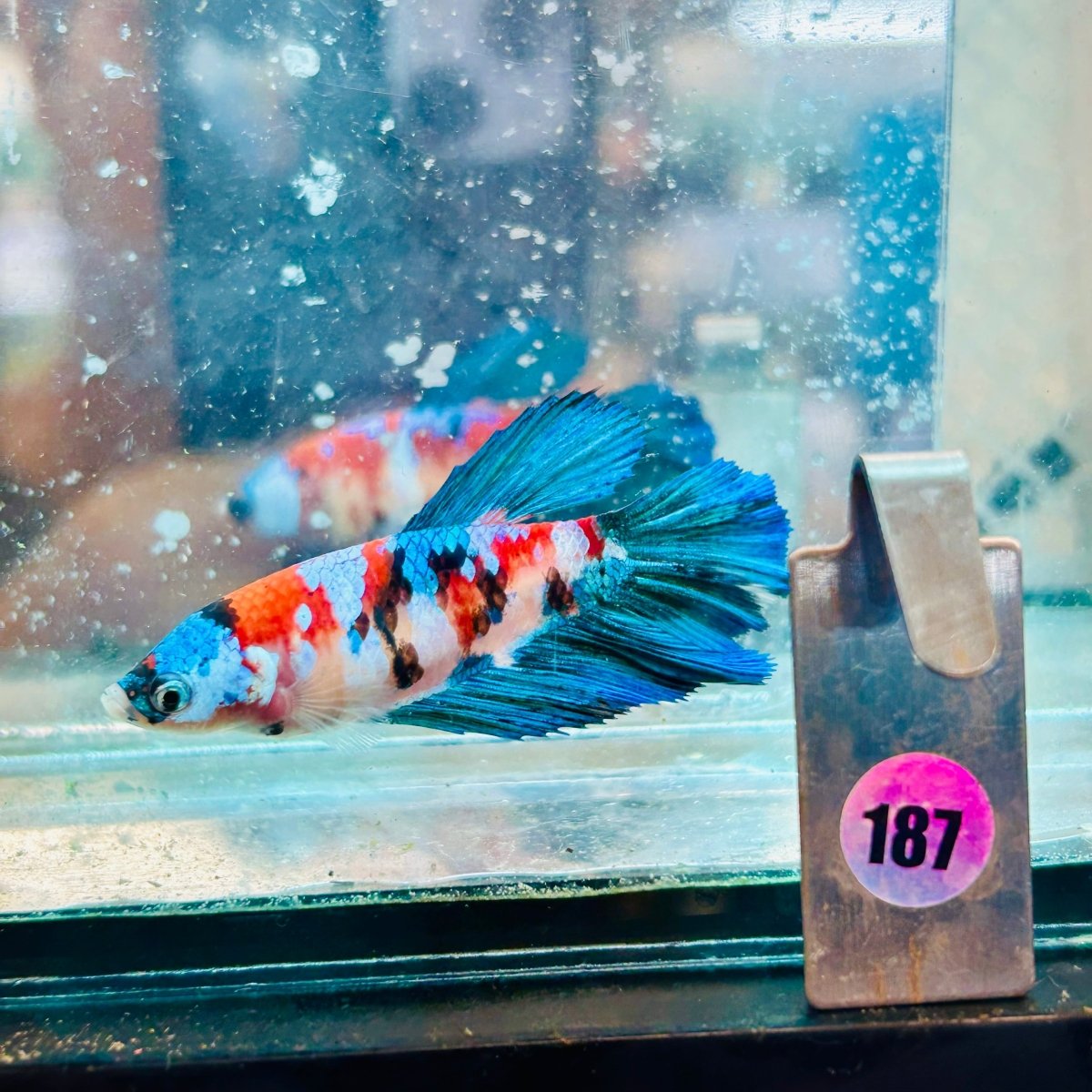 Halfmoon Red Koi Galaxy Female Betta #187