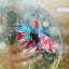 Halfmoon Red Koi Galaxy Female Betta 196 Live Betta Fish Female betta