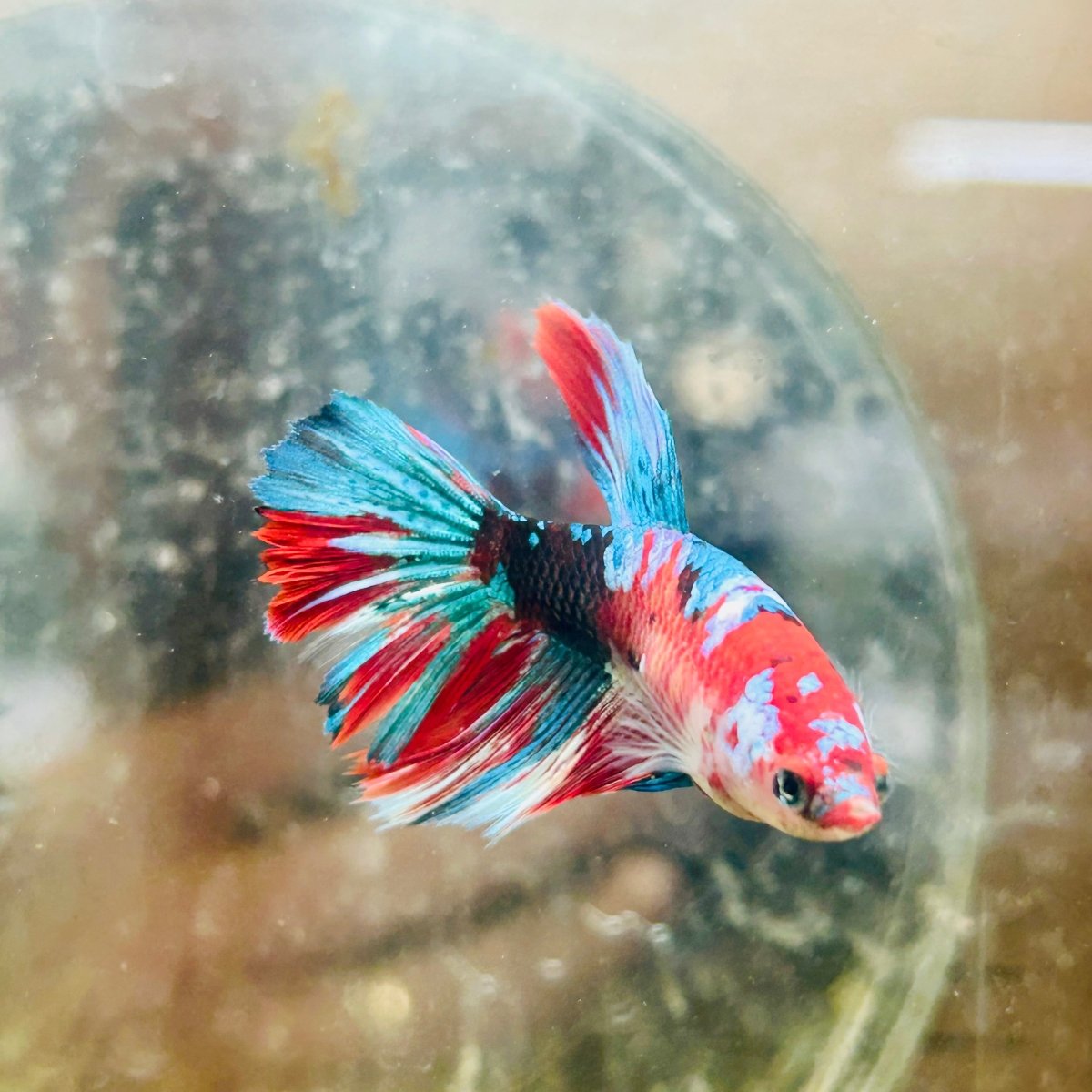 Halfmoon Red Koi Galaxy Female Betta 196 Live Betta Fish Female betta